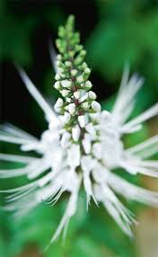 Daun misai kucing baik untuk ginjal, faedah misai kucing untuk penyakit buah pinggang dan cara dari dulu kala kumis kucing dipercaya sebagai bahan baku obat herbal terutama di daerah china. Misai Kucing Orthosiphon Aristatus Bentuk Daun Runcing Dan Bergigi Tumbuh Secara Rimbun Dan Padat Sehingga 60 Cm Tinggi Bunga Berwarna Putih Taman Halaman