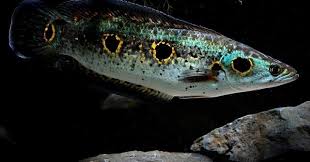 Guppy kawin dengan memasukan organ gondopodium yang berada. 15 Jenis Ikan Gabus Yang Paling Populer Pelajari Sebelum Beli