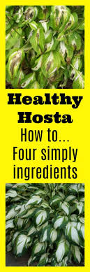 It easily dilutes in some warm water and can be mixed with any liquid fertilizer. The Best Homemade Solution For Hostas Care Mamas Blog Central