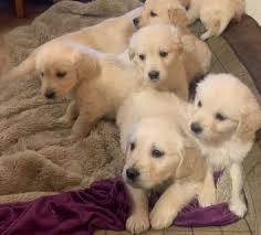 Read more about this dog breed on our golden retriever breed information page. Awesome Golden Retriever Puppies For Adoption Ø·Ø±Ø§Ø¦Ù 107888