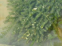 Image result for Hydrilla
