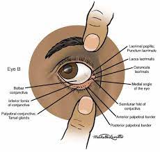 Anatomy Atlases Anatomy Of First Aid A Case Study Approach The Eye