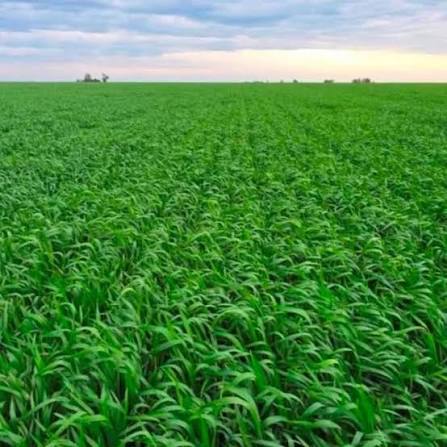 🌾 El clima acompaña pero los números no cierran: el trigo 2026/27 arranca con 500.000 hectáreas menos La urea a 1.000 dólares la tonelada y el trigo a 230 dólares hacen que