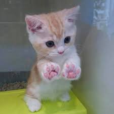 This Is The Cutest Kitty In The Whole World Cute Baby Animals Cute Cats Cute Animals