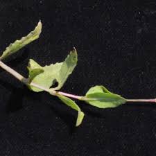 Image result for Hygrophila cataractae