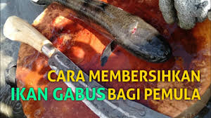 Tambahkan santan kental, aduk sampai mendidih, angkat. Cara Membersihkan Ikan Gabus Bagi Pemula Youtube