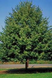 Greenspire Littleleaf Linden Shade Trees Street Trees Ornamental Trees