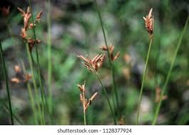 Image result for Fimbristylis dichotoma