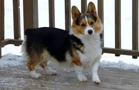 Corgi poodle mix is a cross of a purebred corgi and a purebred poodle a corgipoo puppy will set you back about $350 to $850, with the average price being $775. Corgi Pets And Animals For Sale Minnesota