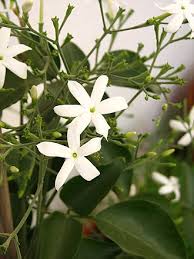 Image result for Jasminum meyeri-johannis