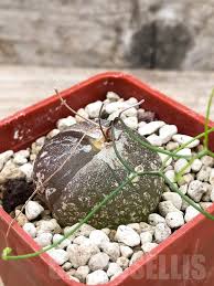 Image result for Schizobasis intricata