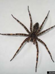 Emergency room visits for spider bites are rare, even for those caused by the most venomous species. Scary Michigan Spiders Brown Recluse 4 Others To Watch For