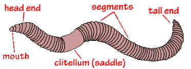 What Are Earthworms Earthworms Kindergarten Science Life Science