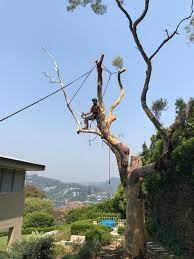 Pin On Tree Services