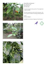 Image result for Rauvolfia mombasiana