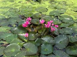 Image result for Nymphaea maculata