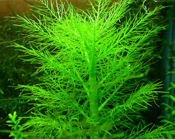 Image result for Hygrophila spiciformis