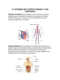 Estas estan formadas por nuestros hombros, brazos, los cuales. 11 Sistemas De Cuerpo Humano Y Sus Funciones Digestion Sistema Respiratorio