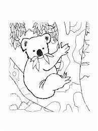 14 A Couper Le Souffle Coloriage Koala Pics Bear Coloring Pages Koala Drawing Animal Coloring Pages