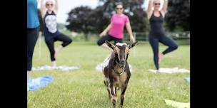 Goat Yoga at Springfield Manor 9/26