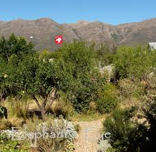 Image result for Searsia refracta