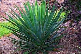 Image result for Yucca gloriosa