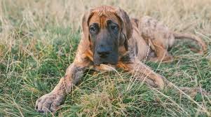 Ramses, is a six year old fawn male. Great Dane Dog Breed Information Facts Traits Pictures More