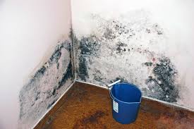Look for patches of mold in colors ranging from. Mold Toxicity A Common Cause Of Psychiatric Symptoms Psychology Today