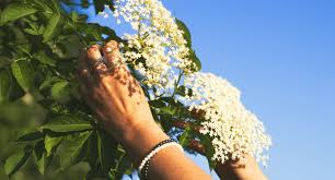 This wonderful shrub works as a specimen plant or accent for any landscape. Exclusive 2021 Guide For Pruning Elderberries Step By Step