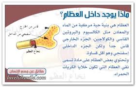 بنية جسم الإنسان