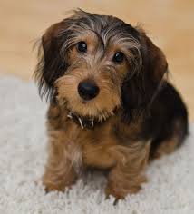Feel free to post any information that you find interesting with this wonderful breed or if you want to. Select Dachshunds