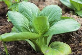 Les Meilleurs Legumes A Cultiver A L Ombre Jardin Potager Potager Facile Jardinage Potager