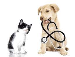 Quality veterinary care in your neighborhood. Veterinary Surgery Surgery Vets In Tulsa Surgery Vets Near Me