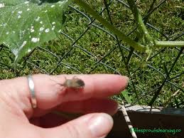Check spelling or type a new query. How To Get Rid Of Squash Bugs