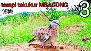 Terkukur walpeper | terkukur walpeper suara burung tekukur 1 0 apk android apps. Kicau Burung Tekukur App Android à¤• à¤² à¤ à¤¡ à¤‰à¤¨à¤² à¤¡ 9apps