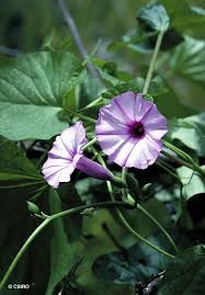 Image result for Stictocardia