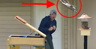 Maybe you would like to learn more about one of these? Friday Funny The Stupendous Squirrel Obstacle Course Designnews Com