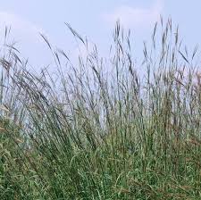 Image result for Andropogon schirensis