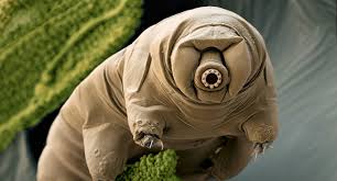 The grizzly bear is one among most massive and powerful animal in the world. Tardigrades May Be The Strongest Animals In The World