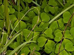 Check spelling or type a new query. Wood Sorrel Fairy Bells Wood Sour Cuckoo S Meat Oxalis Acetoslla
