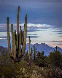 (i believe they're called saguaro or something, but i guess similar cacti are fine too) that one can see (in the winter) somewhere along the following it's difficult to go anywhere in or near phoenix without seeing saguaros. Visit Phoenix On Instagram Did You Know A Saguaro Cactus Can Grow More Than 25 Arms Branches S Crites Saguaro Cactus Visit Phoenix Saguaro