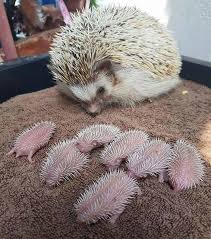 These Adorable Hedgehogs Don T Have A Care In The World Cute Animals Cute Baby Animals Cute Hedgehog