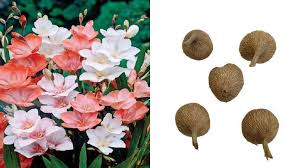 Image result for Tritonia