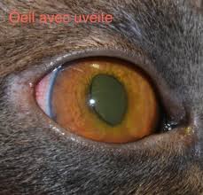 Ces maladies touchant les yeux des chats présentent des caractères de gravité très variables. Uveite Anterieure Feline