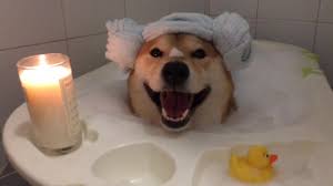 Splish Splash This Doggy S Taking A Bath