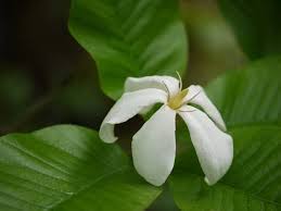 Image result for Gardenia resinifera