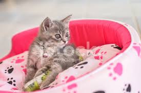 Hasta Kedi Ayak Ateli Stok Fotograflari Freeimages Com