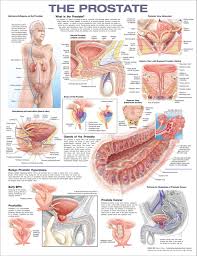 Image result for Prostate Anatomy