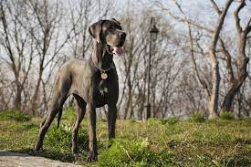 Wobbler Syndrome In Dogs Symptoms Treatment