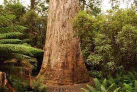 Hyperion translates to 'the high one.'. 10 Of The Tallest Trees In The World